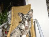 Blue Black Merle Border Collie