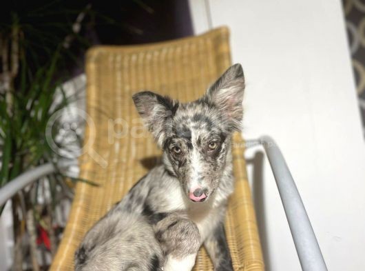 Blue Black Merle Border Collie görsel