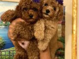 Red -Apricot Toy Poodle Yavrular