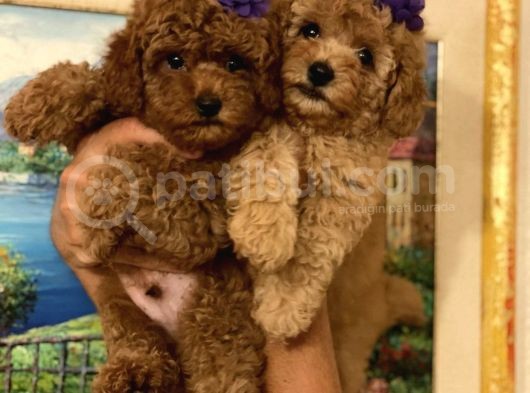 Red -Apricot Toy Poodle Yavrular görsel