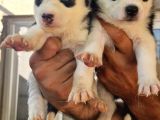 Husky Yavrular