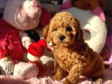 Safkan Red Toy Poodle Yavrular