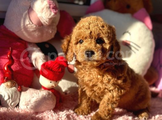 Safkan Red Toy Poodle Yavrular görsel