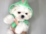 Mini Boy Maltese Güzel Yavrular