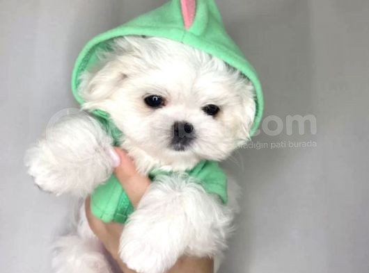 Mini Boy Maltese Güzel Yavrular görsel