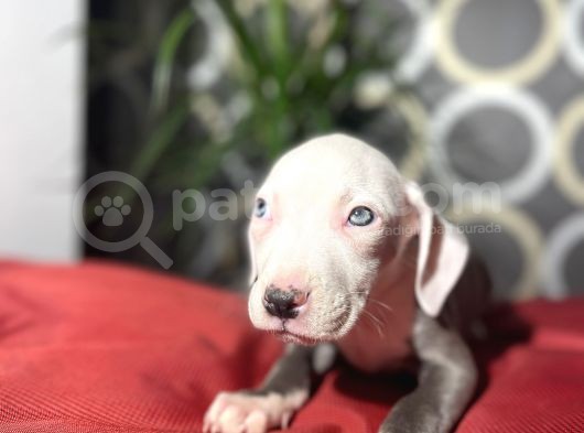 İstanbul Da Tek Kalite Pitbull görsel