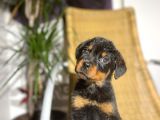 A Secereli Rottweiler Yavrular