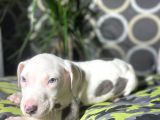 Blue Merle Mavi Göz Amerikan Bully