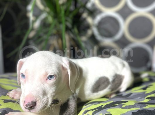 Blue Merle Mavi Göz Amerikan Bully görsel