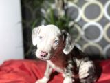 Rengarenk  American Bully Yavrular