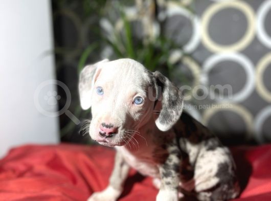 Rengarenk  American Bully Yavrular görsel