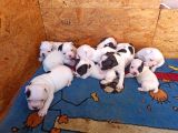 French Bulldog Yavrular