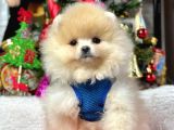 Ayıcık Surat Boo Pomeranian Yavrular