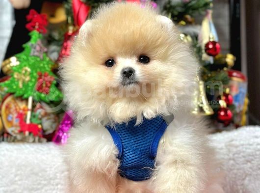 Ayıcık Surat Boo Pomeranian Yavrular görsel