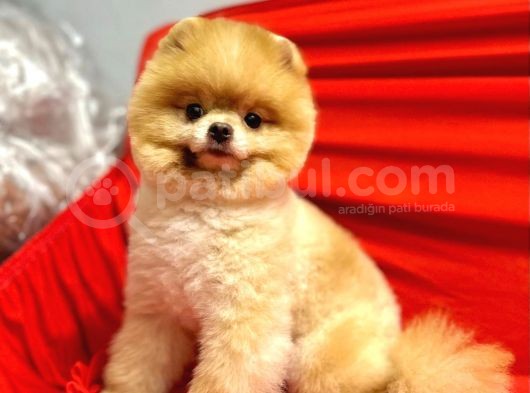 Yetişkin 12 Aylık Teddy Pomeranian Boo görsel