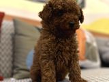 Kızıl Orjinal Toy Poodle Kaniş Safkan Gerçek Garantili