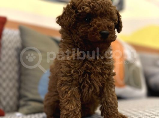 Kızıl Orjinal Toy Poodle Kaniş Safkan Gerçek Garantili