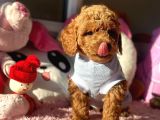 Safkan Red Toy Poodle Yavrular
