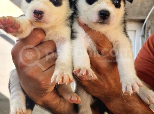 Husky Yavrular görsel