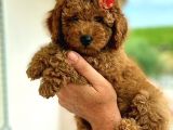 Red -Apricot Toy Poodle Yavrular