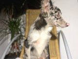 Blue Black Merle Border Collie