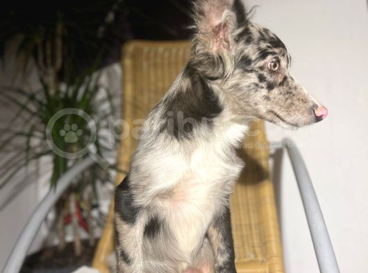 Blue Black Merle Border Collie görsel