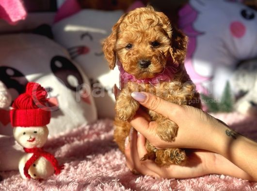 Teacup Di̇şi̇ Toy Poodle Bebeği̇mi̇z görsel