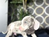 Blue Merle Mavi Göz Amerikan Bully
