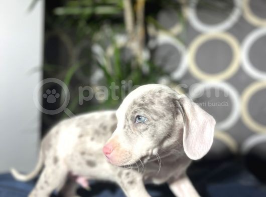 Blue Merle Mavi Göz Amerikan Bully görsel