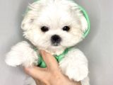 Mini Boy Maltese Güzel Yavrular