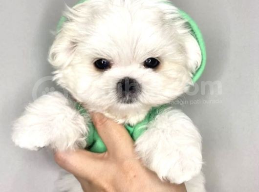 Mini Boy Maltese Güzel Yavrular