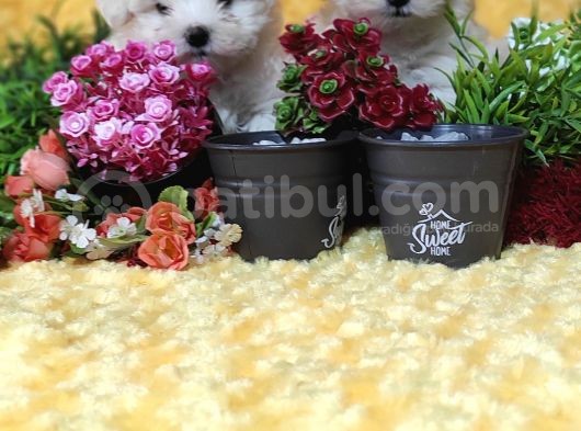 Maltese Teri̇er Yavru