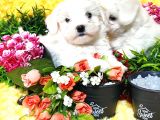 Maltese Teri̇er Yavru