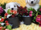 Maltese Teri̇er Yavru