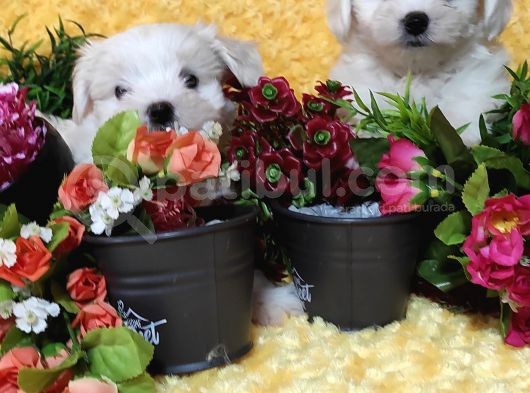 Maltese Teri̇er Yavru görsel