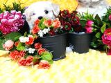 Maltese Teri̇er Yavru