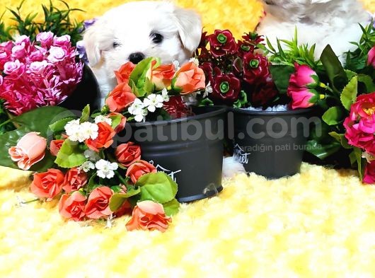 Maltese Teri̇er Yavru görsel
