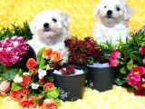 Maltese Teri̇er Yavru