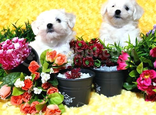 Maltese Teri̇er Yavru görsel