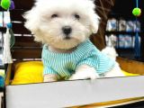 Maltesse Terrier Cinsi Güzel Yavrular 