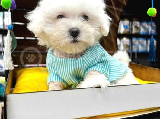Maltesse Terrier Cinsi Güzel Yavrular 