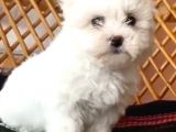 Maltesse Terrier Cinsi Güzel Yavrular