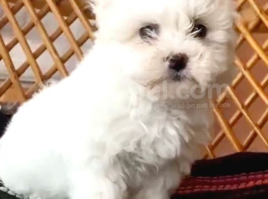 Maltesse Terrier Cinsi Güzel Yavrular