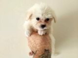 Maltesse Terrier Cinsi Güzel Yavrular 