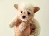 Maltesse Terrier Cinsi Güzel Yavrular 