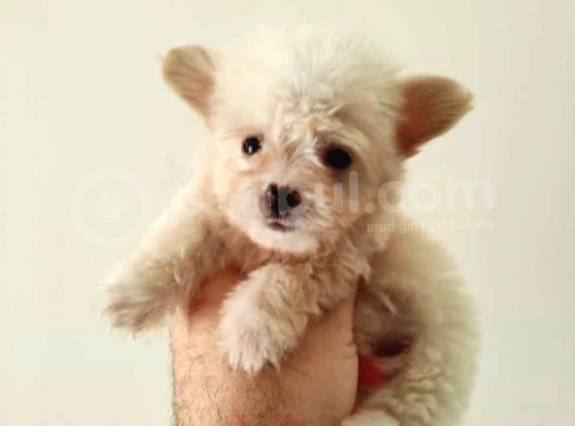Maltesse Terrier Cinsi Güzel Yavrular 