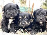 Morkie Cinsi Yavrular 