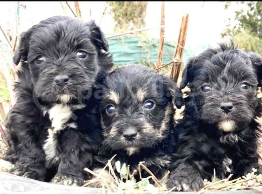 Morkie Cinsi Yavrular 