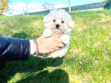Maltesse Terrier Cinsi Güzel Yavrular 
