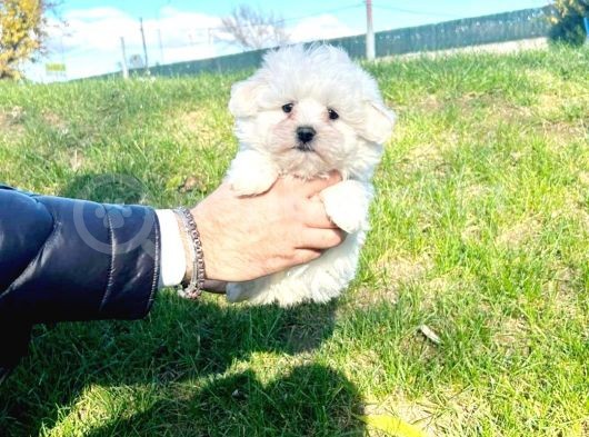 Maltesse Terrier Cinsi Güzel Yavrular 